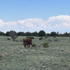 Cow Calf Pasture