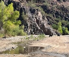 Cattle in the Creek